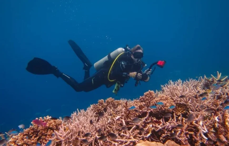 The Top Fiji Half-day Snorkelling Tour (Advance Payment)