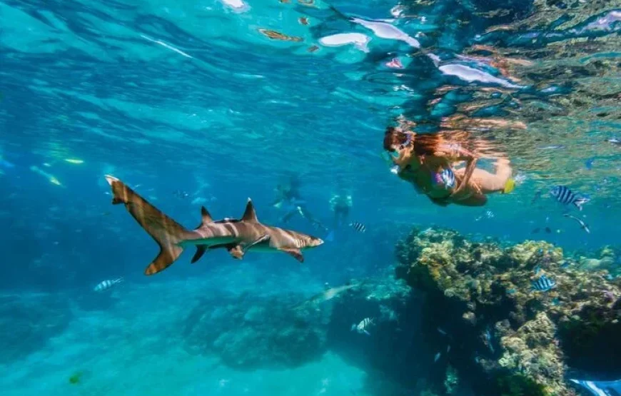 Suncoast Ocean Swim 19