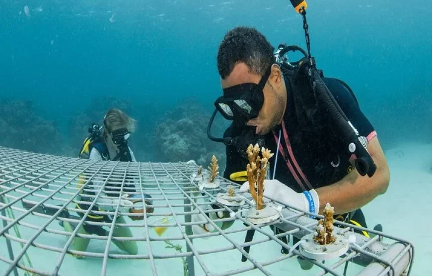 Experience Diving in Fiji | Bula!