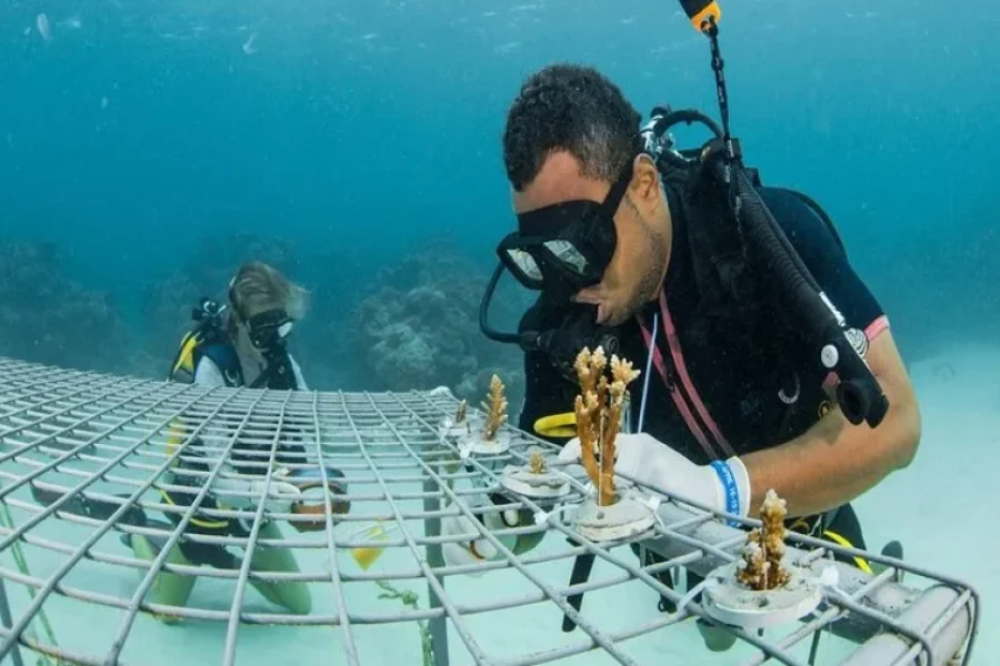 Whale’s Tale Cruises Fiji (Denarau Island)
