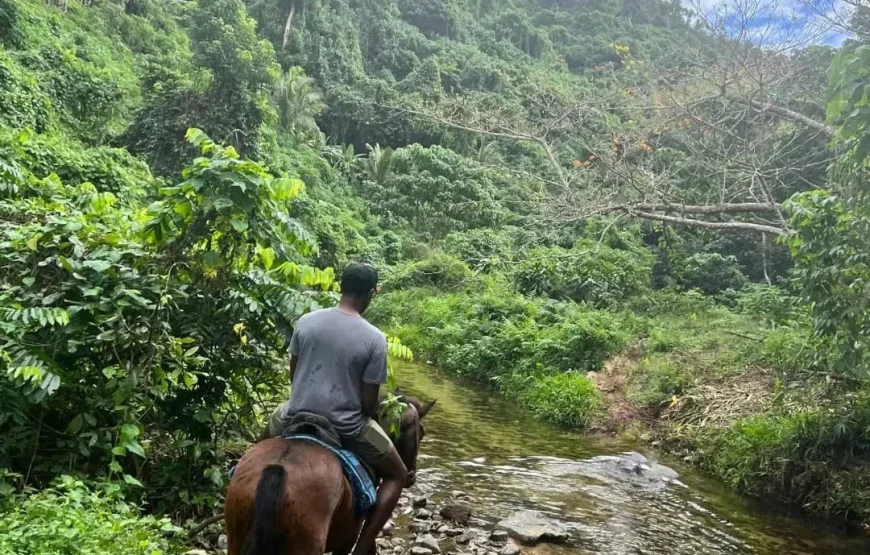 Coral Coast Fiji Waterfall and Rainforest Horse Riding 2026