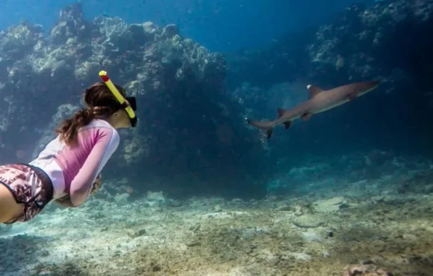 Island Snorkel Picnic (Koro Levu) Fiji